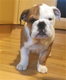 Uitstekende bulldog pups voor adoptie