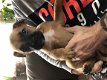 Dringend weg 2 puppy’s kruising boxer - cane corso - 2 - Thumbnail