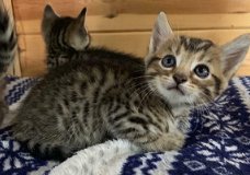 geregistreerde Bengaalse kittens