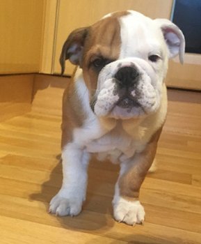 Bulldog-baby's klaar voor thuis - 1