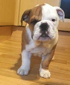 Bulldog-baby's klaar voor thuis