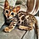 Bengaalse kittens voor adoptie.... - 1 - Thumbnail