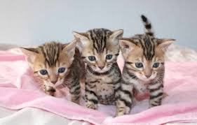 Bengaalse kittens voor adoptie. - 1
