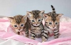 Bengaalse kittens voor adoptie.
