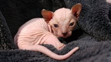 mooie sphynx voor adoptie....