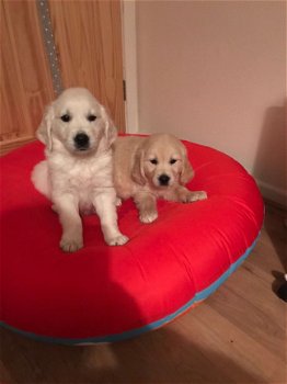 Mannelijke en vrouwelijke Golden Retriever-puppy's te koop - 1