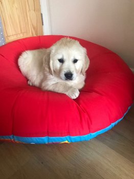 Mannelijke en vrouwelijke Golden Retriever-puppy's te koop - 2