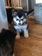 Sweet Siberian Husky Puppies te koop - 1 - Thumbnail