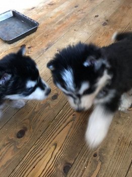 Sweet Siberian Husky Puppies te koop - 2