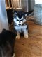 Sweet Siberian Husky Puppies te koop - 1 - Thumbnail