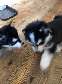 Sweet Siberian Husky Puppies te koop - 2