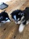 Sweet Siberian Husky Puppies te koop - 2 - Thumbnail