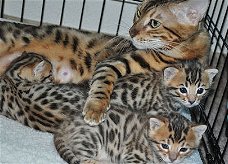 Aanhankelijke Bengaalse Britse korthaar kittens!!!!.....,..,,.....,,.