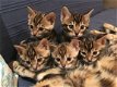 Drie kittens klaar............. - 1 - Thumbnail