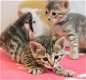 Drie kittens klaar............. - 2 - Thumbnail