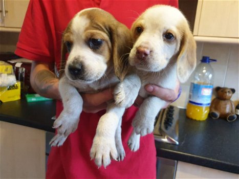 Pure breed Beautiful Beagle Puppies For Sale - 1