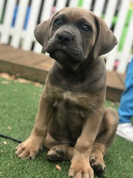 Cane Corso Puppies for sal - 1
