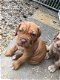 Cane Corso Puppies for sal - 2 - Thumbnail