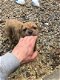 Cane Corso Puppies for sal - 3 - Thumbnail
