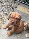 Cane Corso Puppies for sal - 4 - Thumbnail