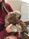 Cavapoo puppies for sale - 1 - Thumbnail
