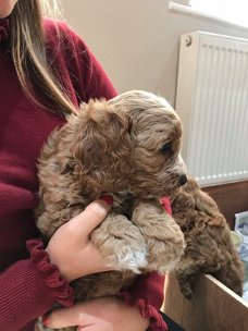 Cavapoo puppies for sale