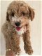 Cavapoo puppies for sale - 2 - Thumbnail