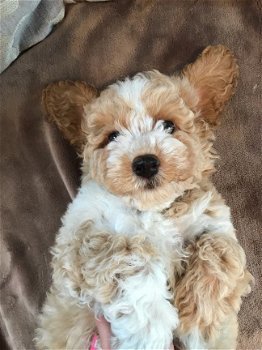 Cavapoo puppies for sale - 3