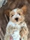 Cavapoo puppies for sale - 3 - Thumbnail