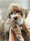 Cavapoo puppies for sale - 4 - Thumbnail