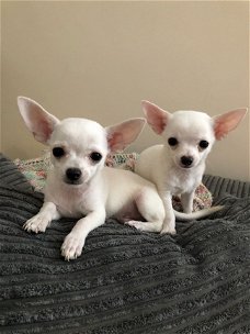 Chihuahua te koop