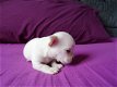 Chihuahua te koop - 2 - Thumbnail