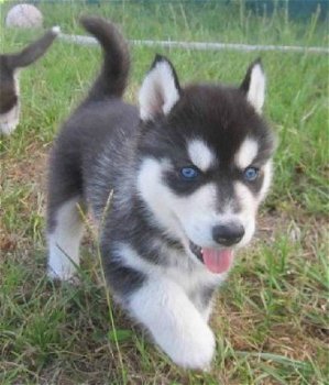 Siberische husky pup - 1