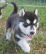 Siberische husky pup - 1 - Thumbnail