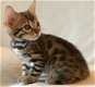mannelijke en vrouwelijke Bengaalse kittens voor adoptie - 1 - Thumbnail