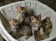 gezonde Bengaalse kittens
