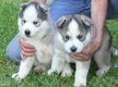 Klassieke Siberische Huskies-puppy's - 1 - Thumbnail