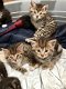 geregistreerde Bengaalse kittens - 1 - Thumbnail