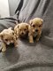 Rasechte Maltipoo-puppy's te koop - 1 - Thumbnail