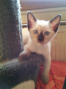 Siamese kittens - 1