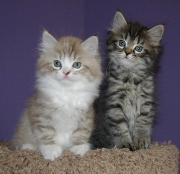 Schattige Ragamuffins-kittens - 1