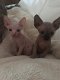 Mannen en vrouwen Sphynx Kittens - 1 - Thumbnail