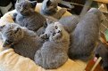 Mooie Britse kort haar Kittens - 1 - Thumbnail