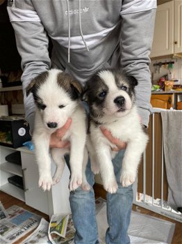 Mannelijke en vrouwelijke Siberische Husky Pups te koop - 1