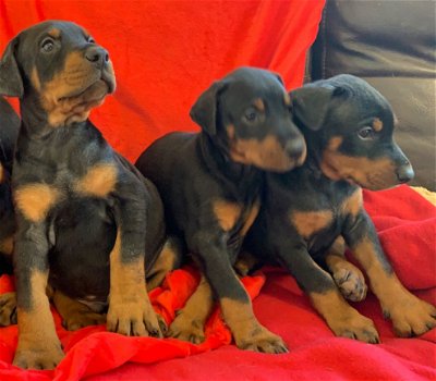 Male and female doberman Puppies for sale - 1