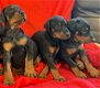 Male and female doberman Puppies for sale - 1 - Thumbnail