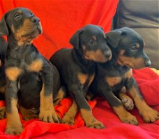 Male and female doberman Puppies for sale