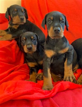 Male and female doberman Puppies for sale - 2