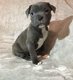 Puppy van Yorkshire Terrier - 1 - Thumbnail