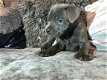 Puppy van Yorkshire Terrier - 2 - Thumbnail
